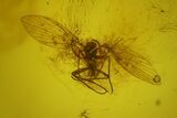 Fossil Beetle (Coleoptera) & Two Flies (Diptera) In Baltic Amber #150759-3